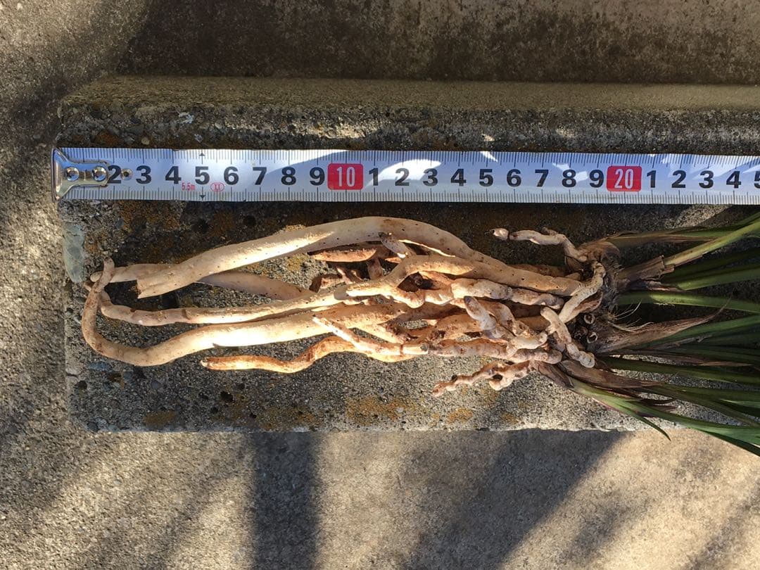 中国四川蘭　水晶紅素　7本立　花芽1