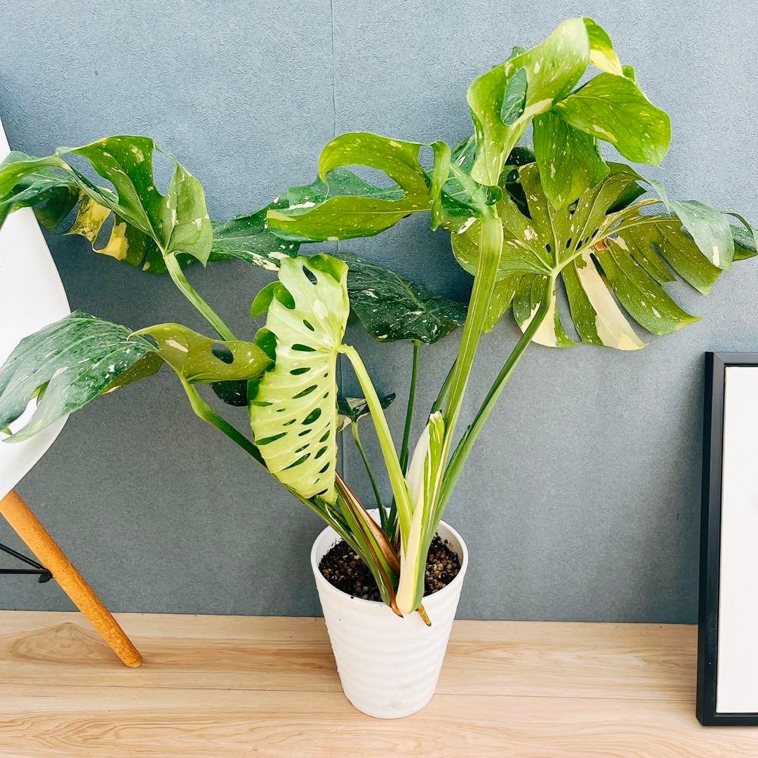 ［現品］【希少】H モンステラデリシオーサ　斑入り　レア　観葉植物　室内　大型