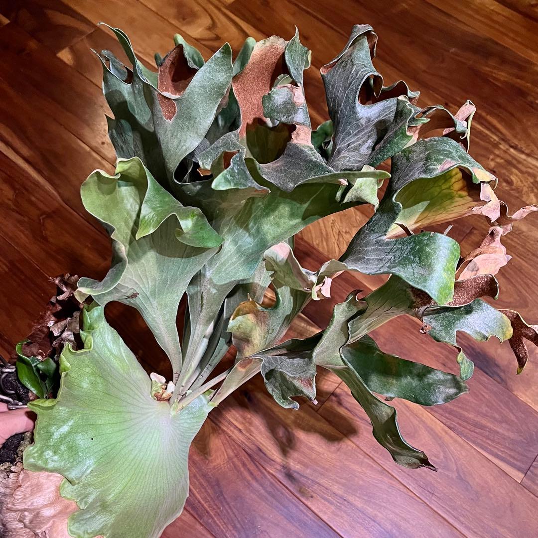 khunphon yot ♯14 クンポン ビカクシダ 子株 株分け