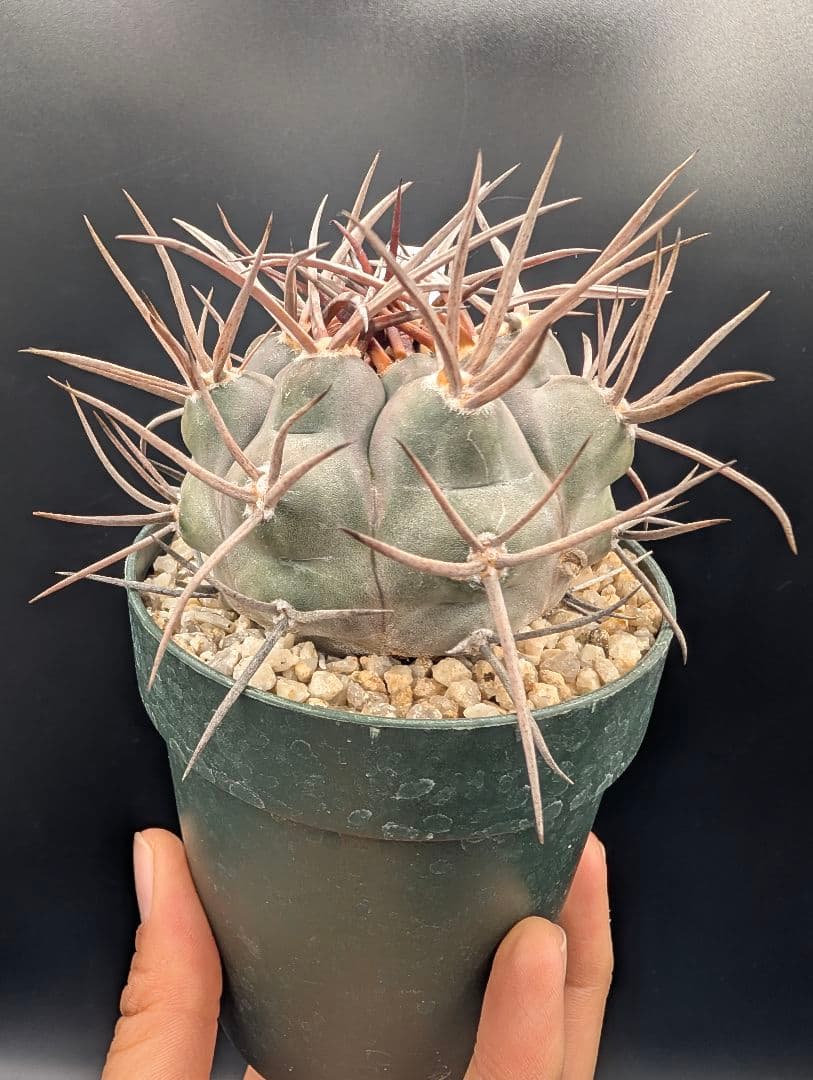 守金魔天竜 実生 鉢植えメルカリ便送料込み