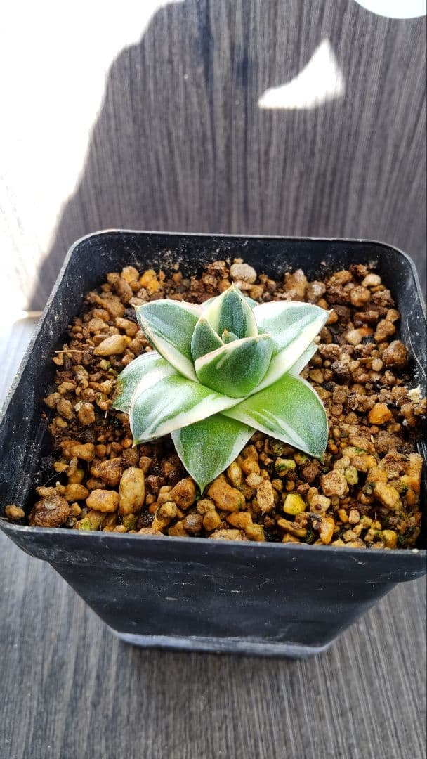 アガベピンキー 白覆輪①