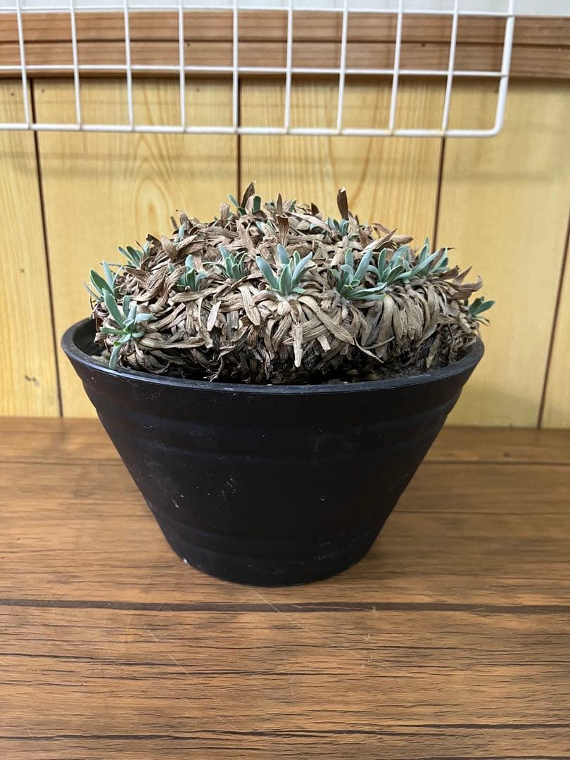 オトンナ　レトロルサ