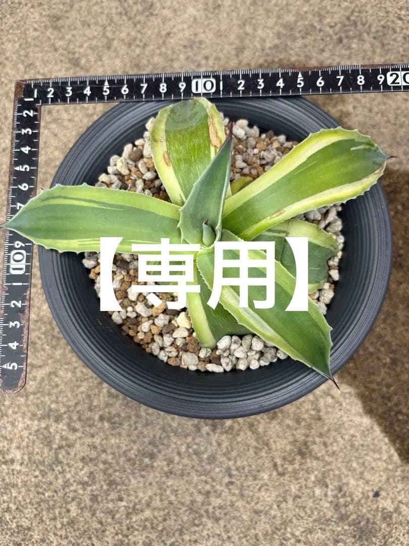 【SALE】オバティフォリア オルカ 発根済み 検 キラー リップル