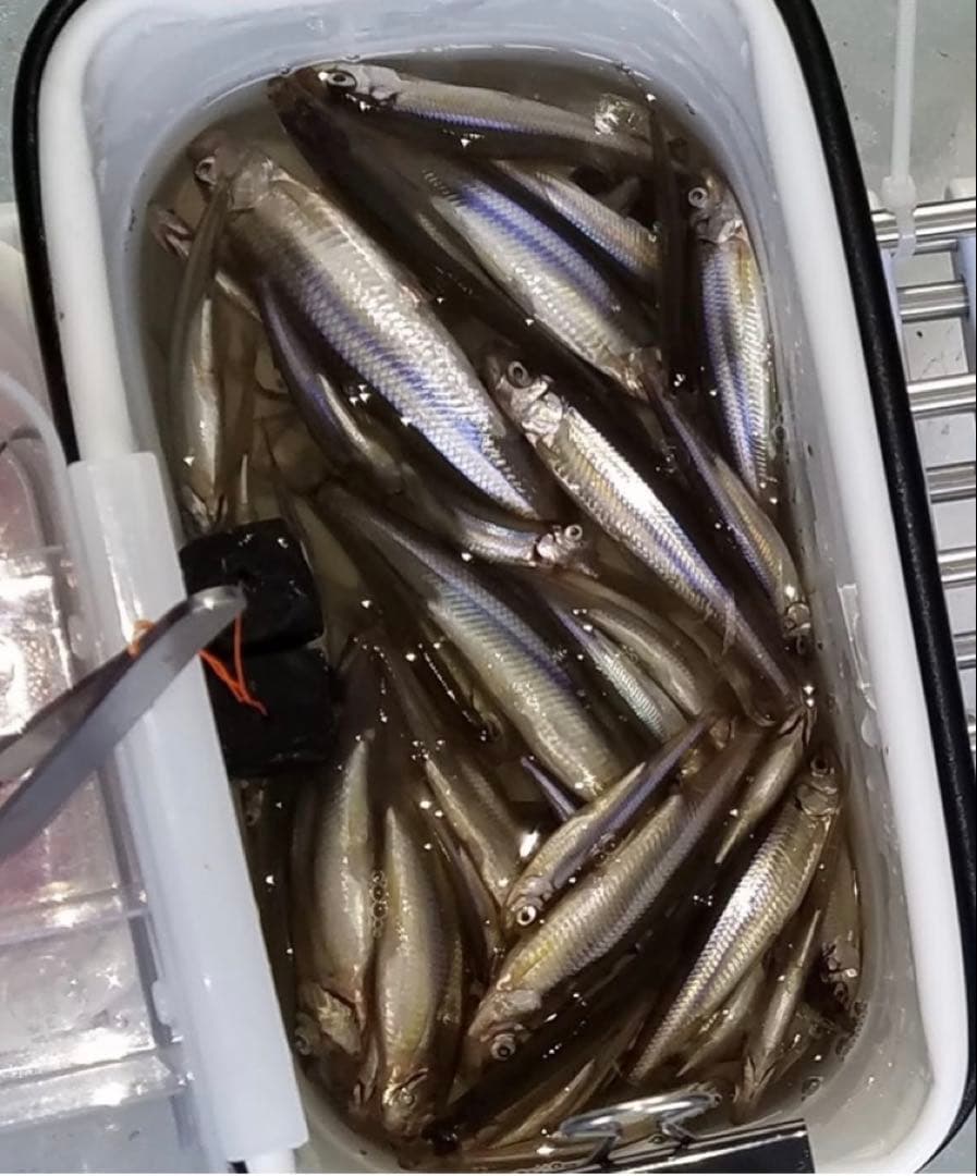 ワカサギ　ステンレス穂先　235ミリ　２本