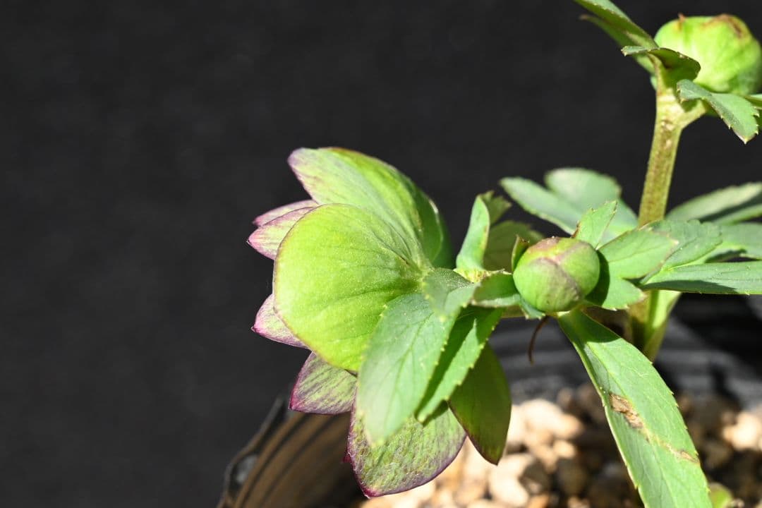 クリスマスローズ　Wild　Collection　加藤農園