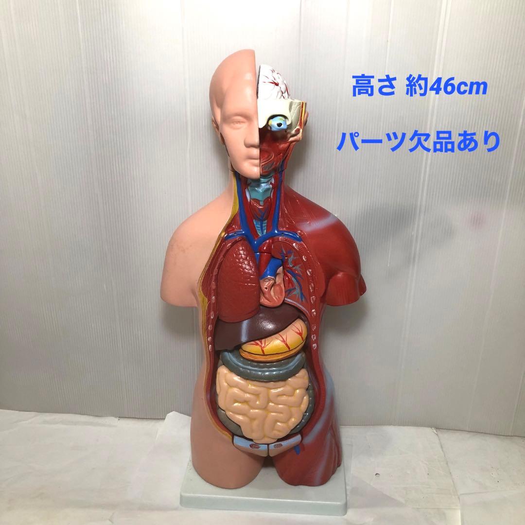 人体模型　解剖