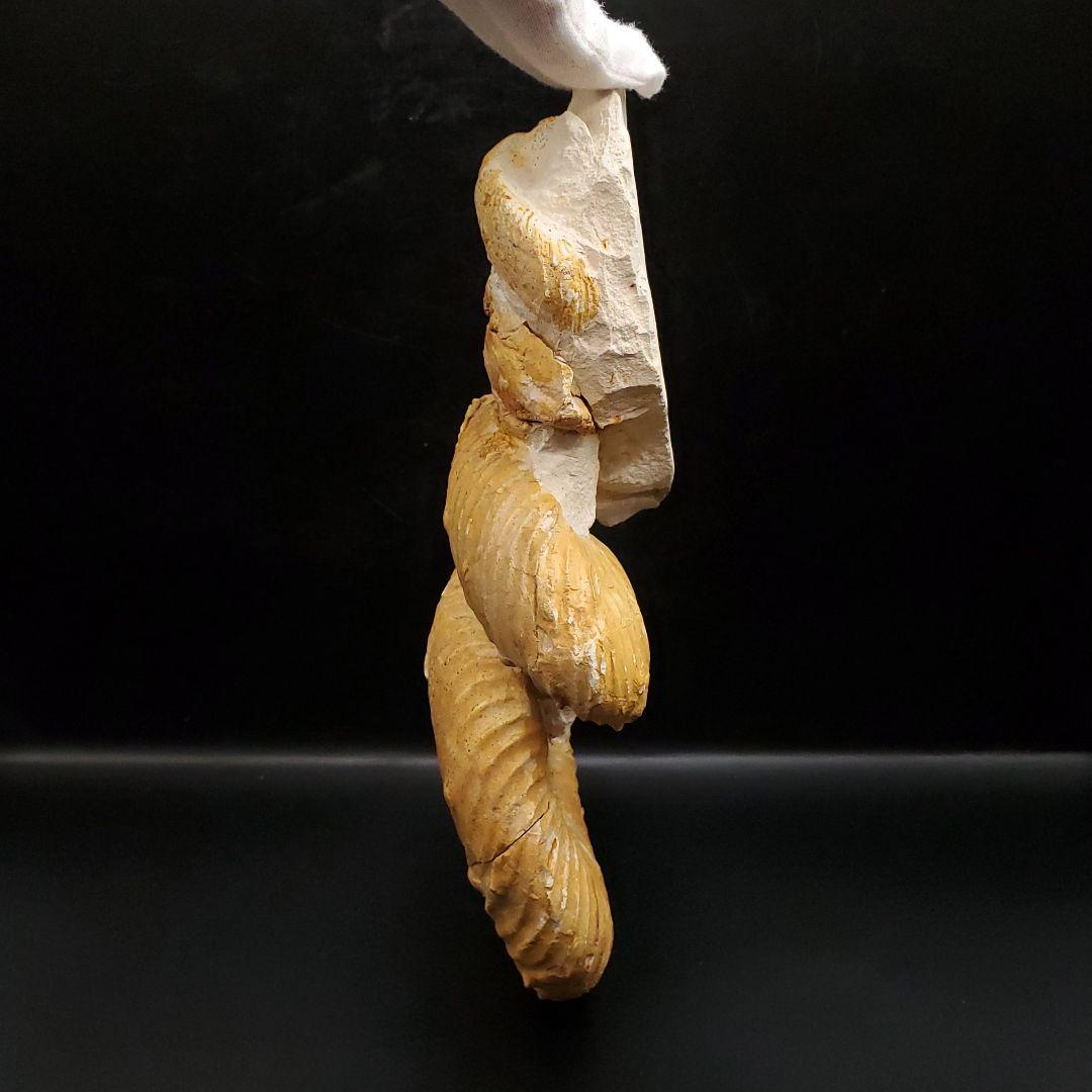 希少 異常巻き アンモナイト 化石 本物 フランス産 250mm fr34