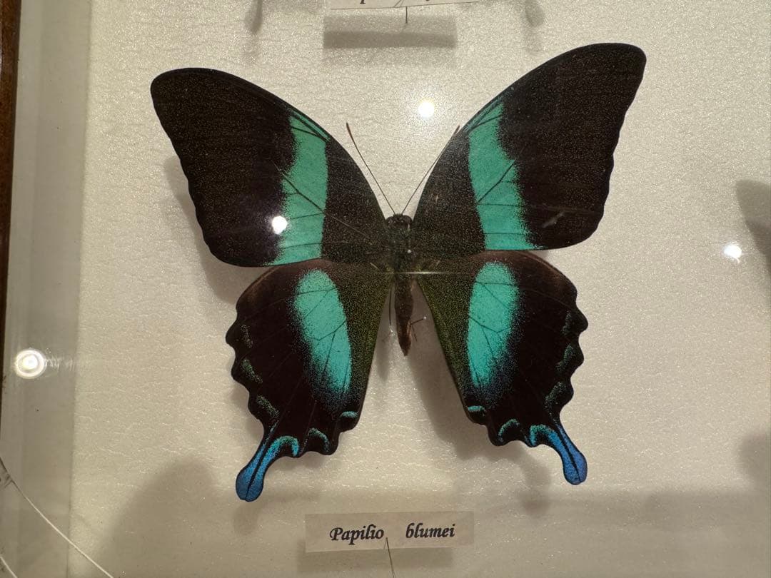 蝶の標本 多種類セット