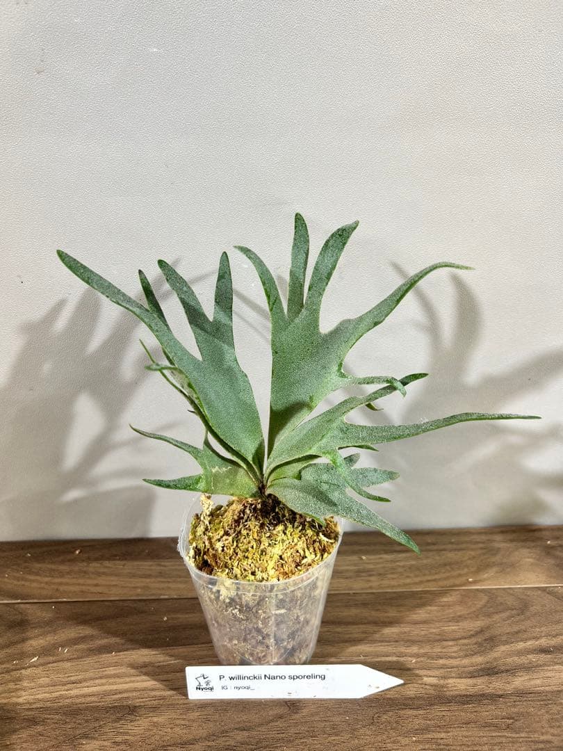 ライフ様おまとめNano(spore)【61】Bacteria (TC)【49】