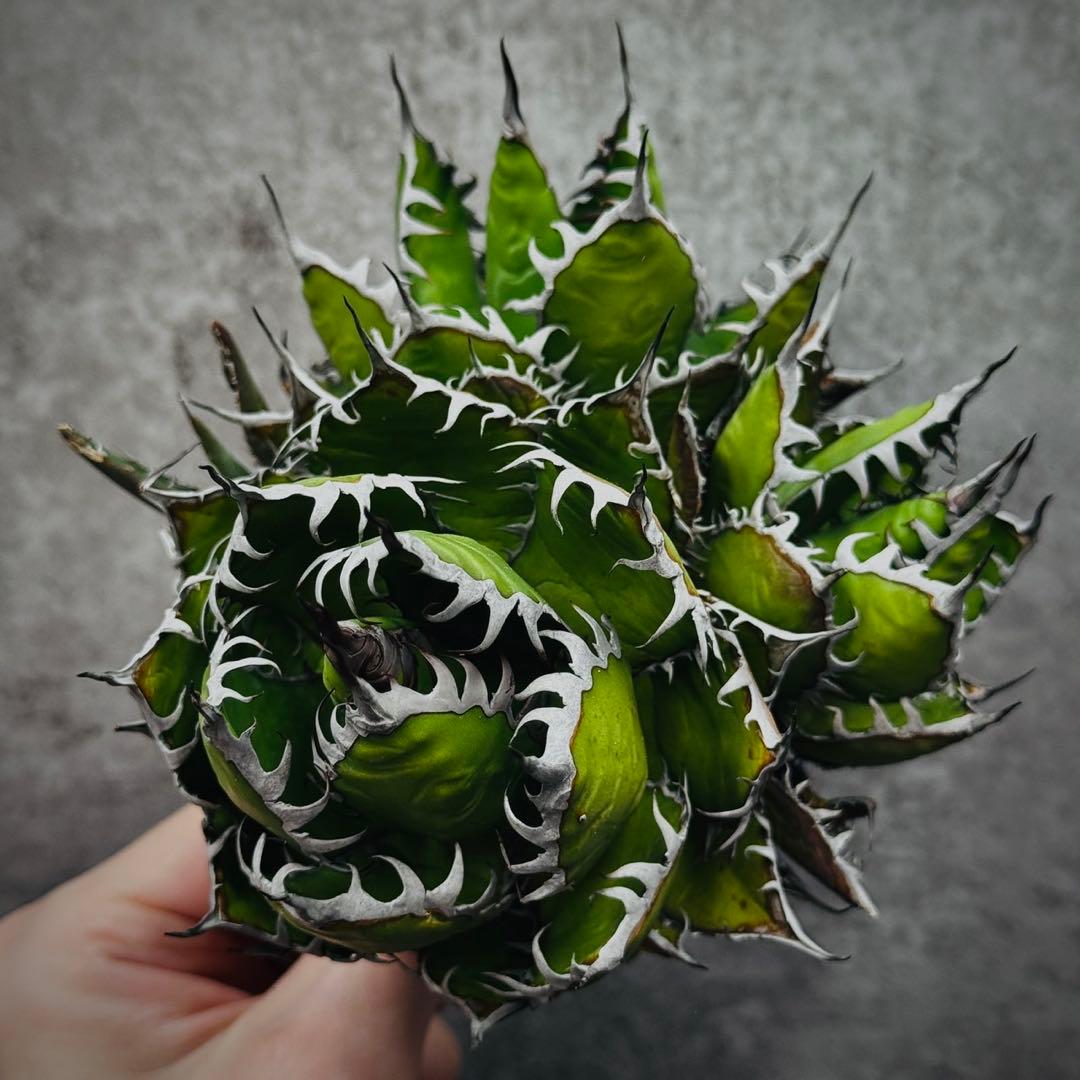 ノ*リ様 多肉植物・アガベ・チタノタ・ホリダ・極上強刺・三頭株