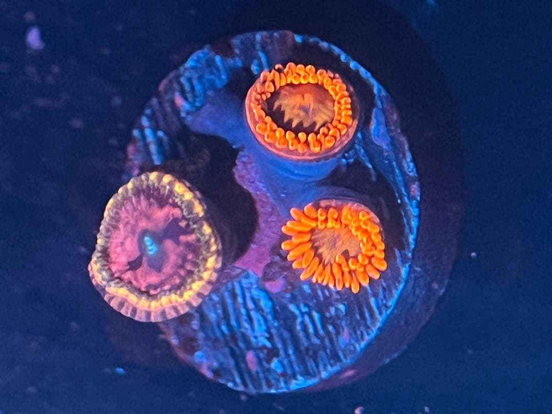 激レア　値下げ！パイナップルベティーズサーフボードセット