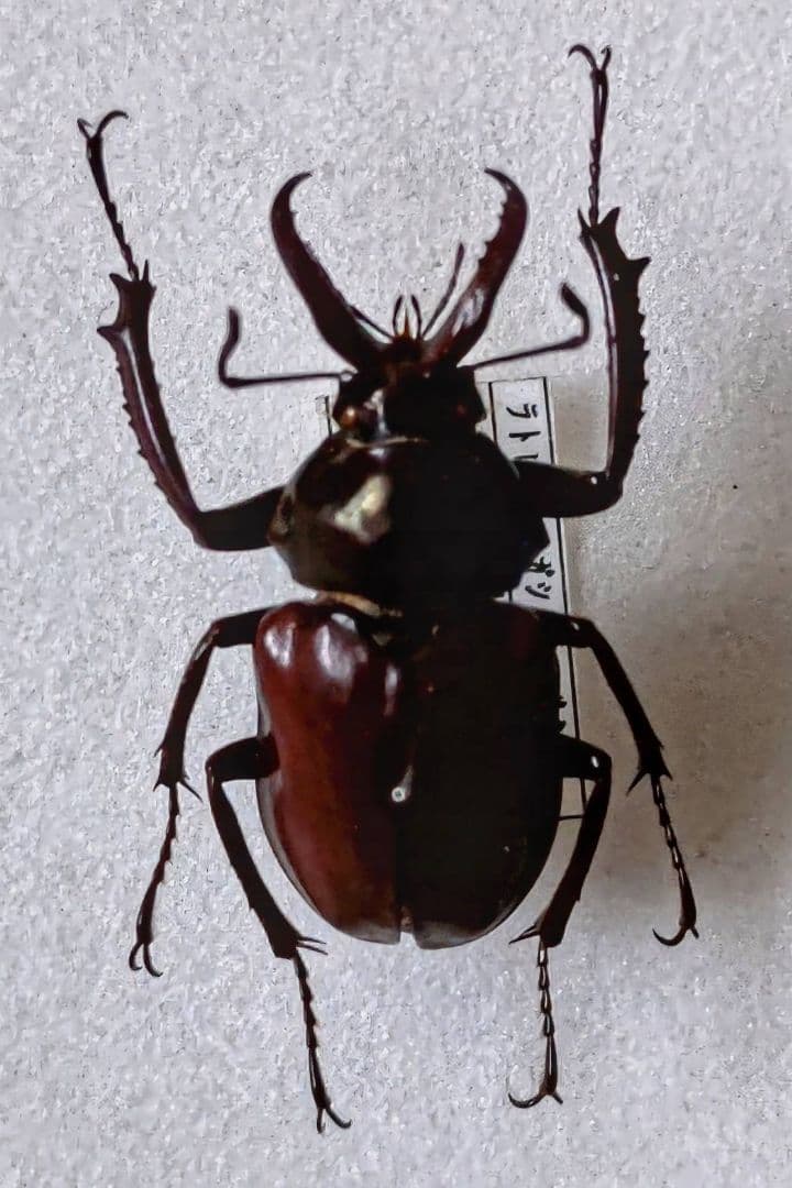 ラトレイユ コガシラクワガタ 標本