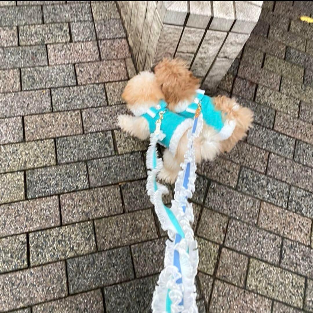 スーザンランシー　コートハーネス　ファー　リボン　lunablue S 散歩