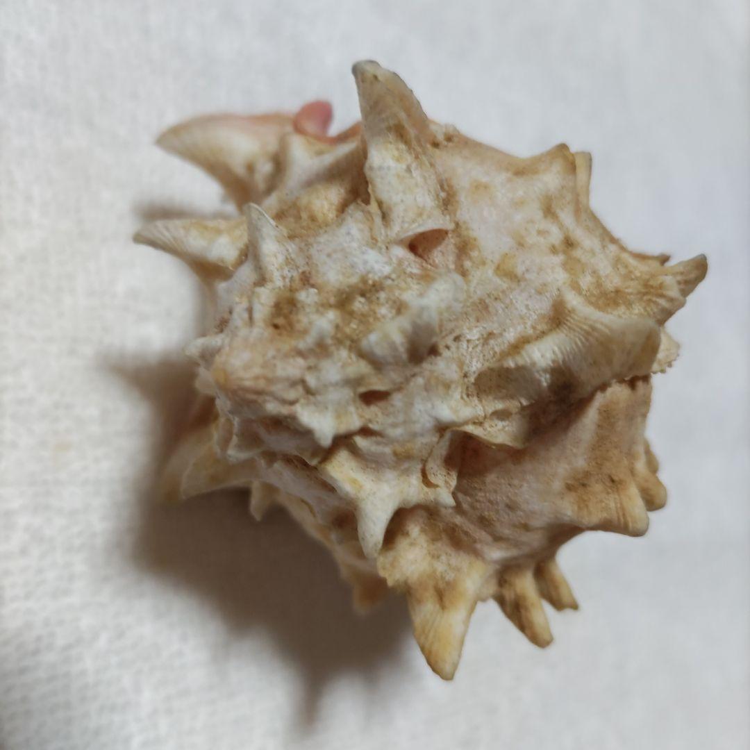 【希少】1960年 オーストラリア 木曜島 紅岩石 藤井富太郎氏 ゆかりの品