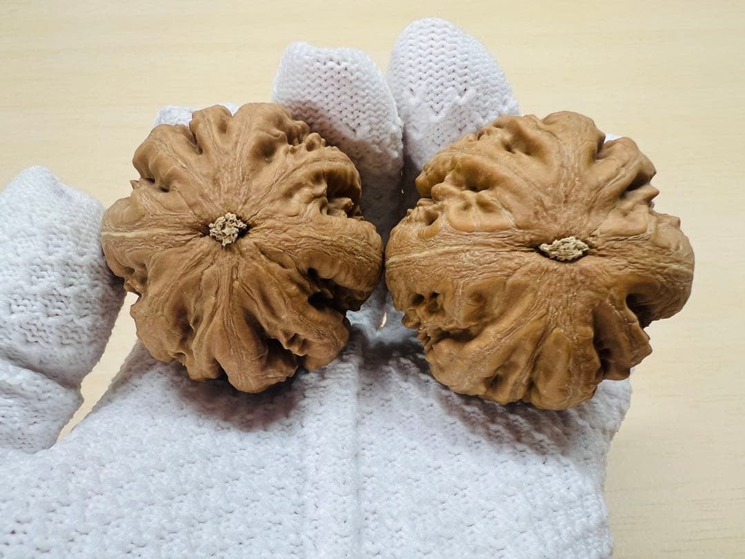 ソノラン様专用 文玩堂：ティラノサウルス（コレクションおよびティラノサウルス）