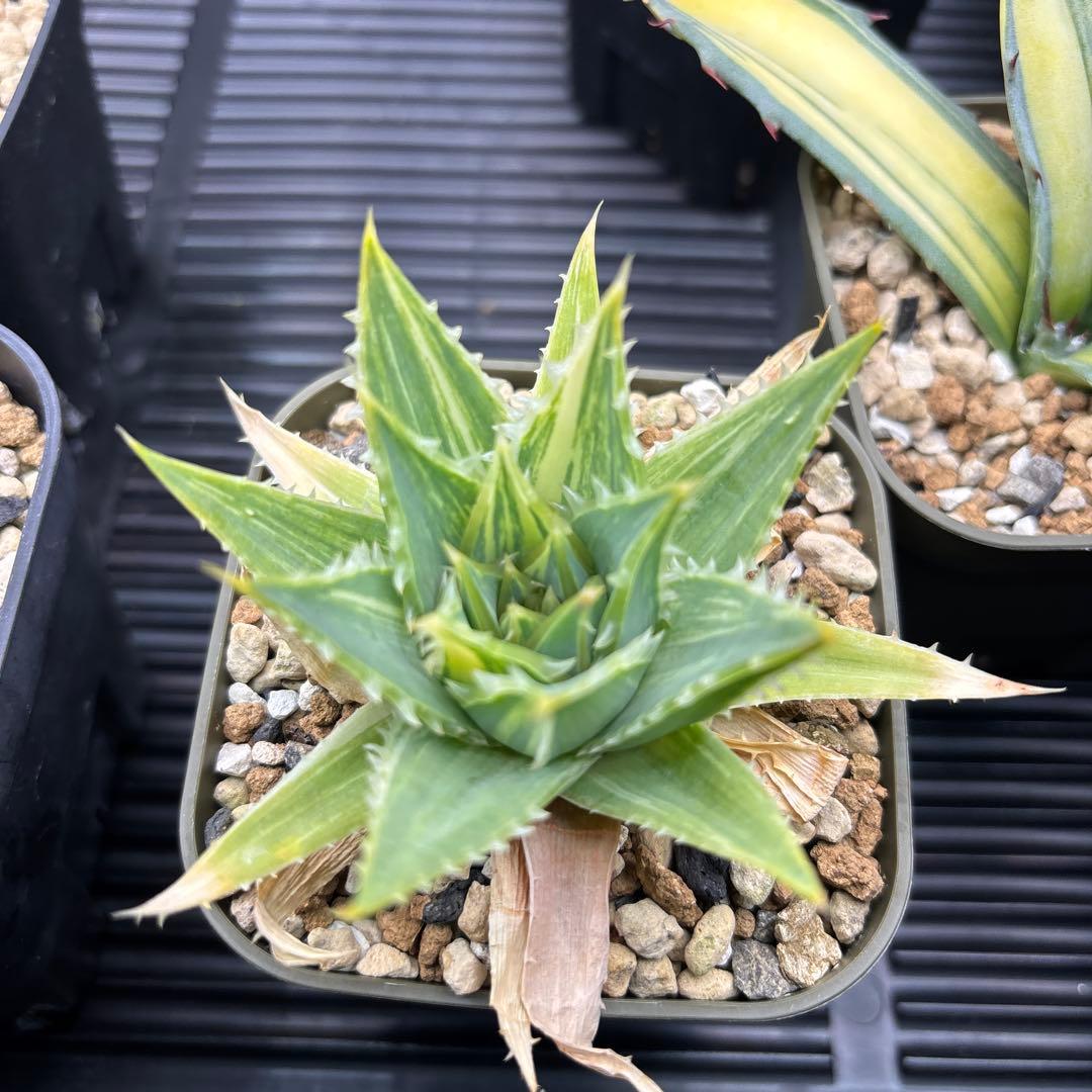 アロエ　ポリフィラ縞斑