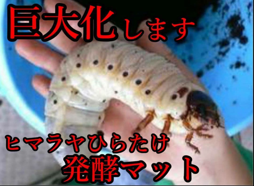 最強のカブトムシマット！300リットル　ヒマラヤひらたけ発酵マット　幼虫が巨大化