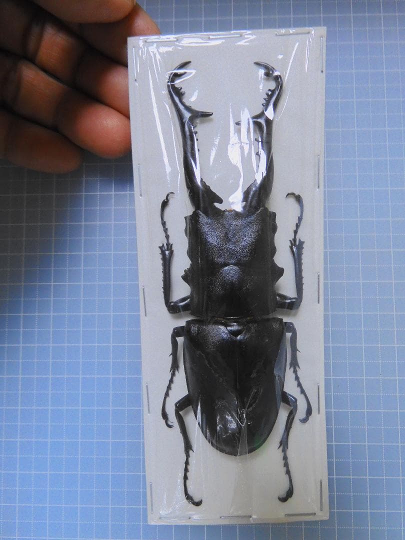 標本 Flores Is Prosopocoilus girafa 110mm