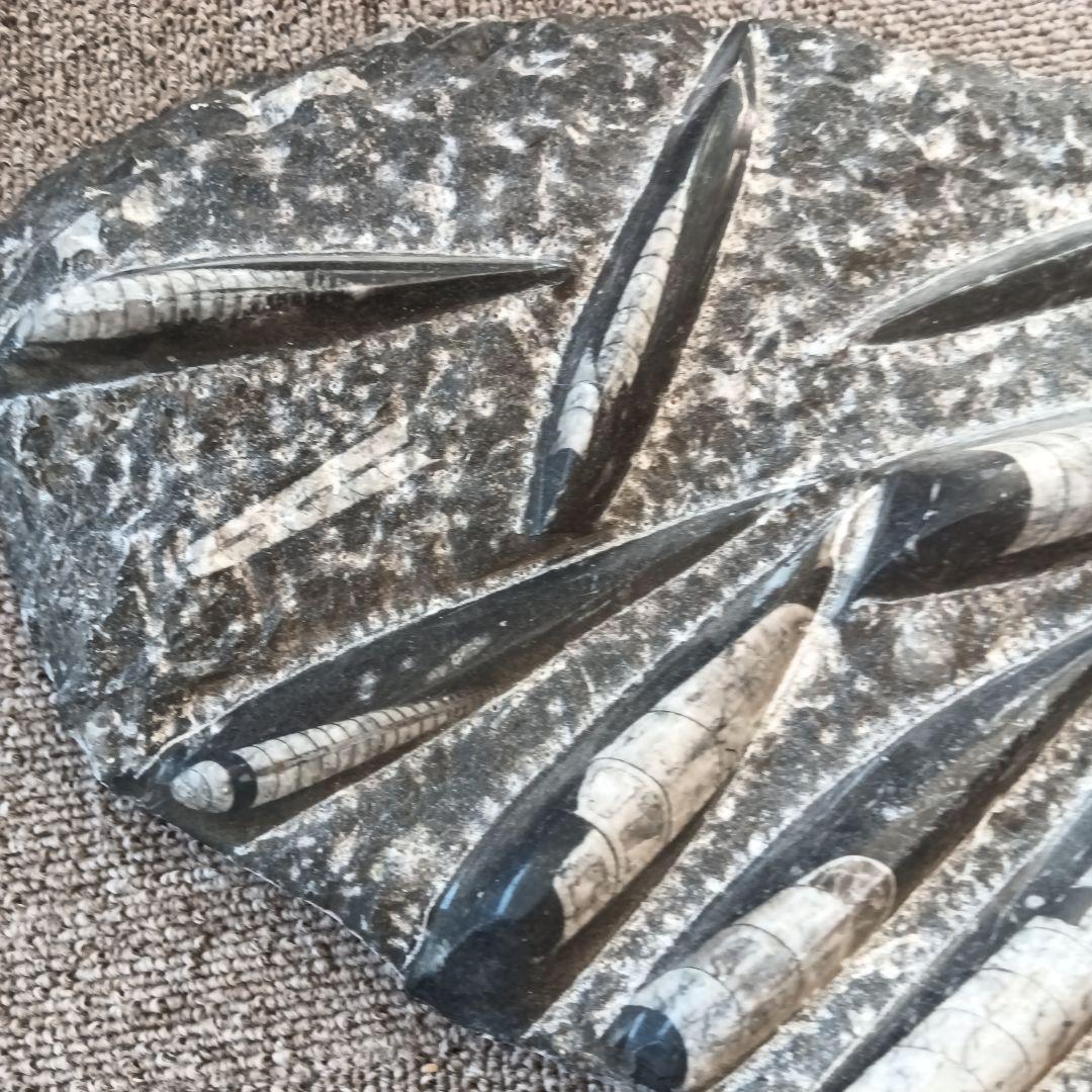 モロッコの直角石類/オルソセラス　大型プレート