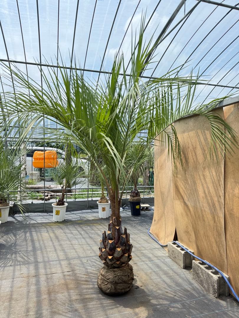 ココスヤシシルバーリーフ【極太】葉先250cm幹回り100cm 幹高50cm