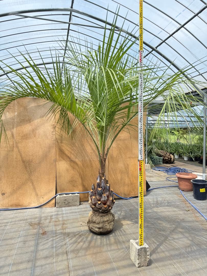ココスヤシシルバーリーフ【極太】葉先250cm幹回り100cm 幹高50cm