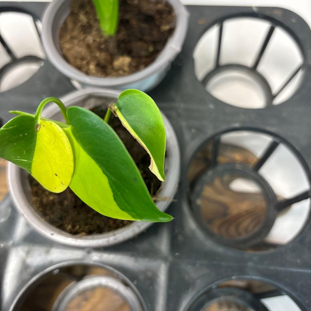 ち*か様 5株セットms76モンステラデリシオーサ イエローマリリン