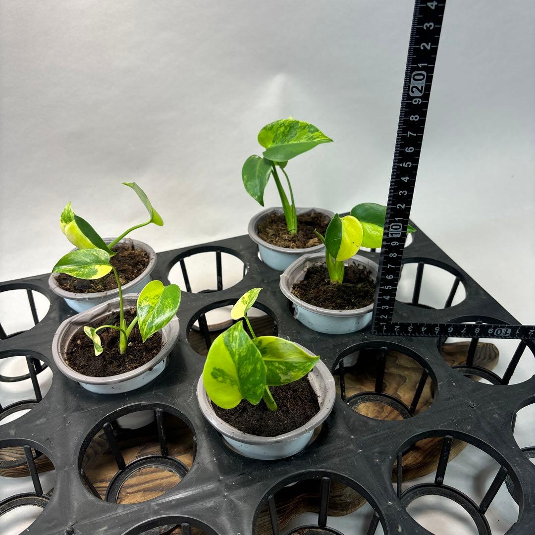 ち*か様 5株セットms76モンステラデリシオーサ イエローマリリン