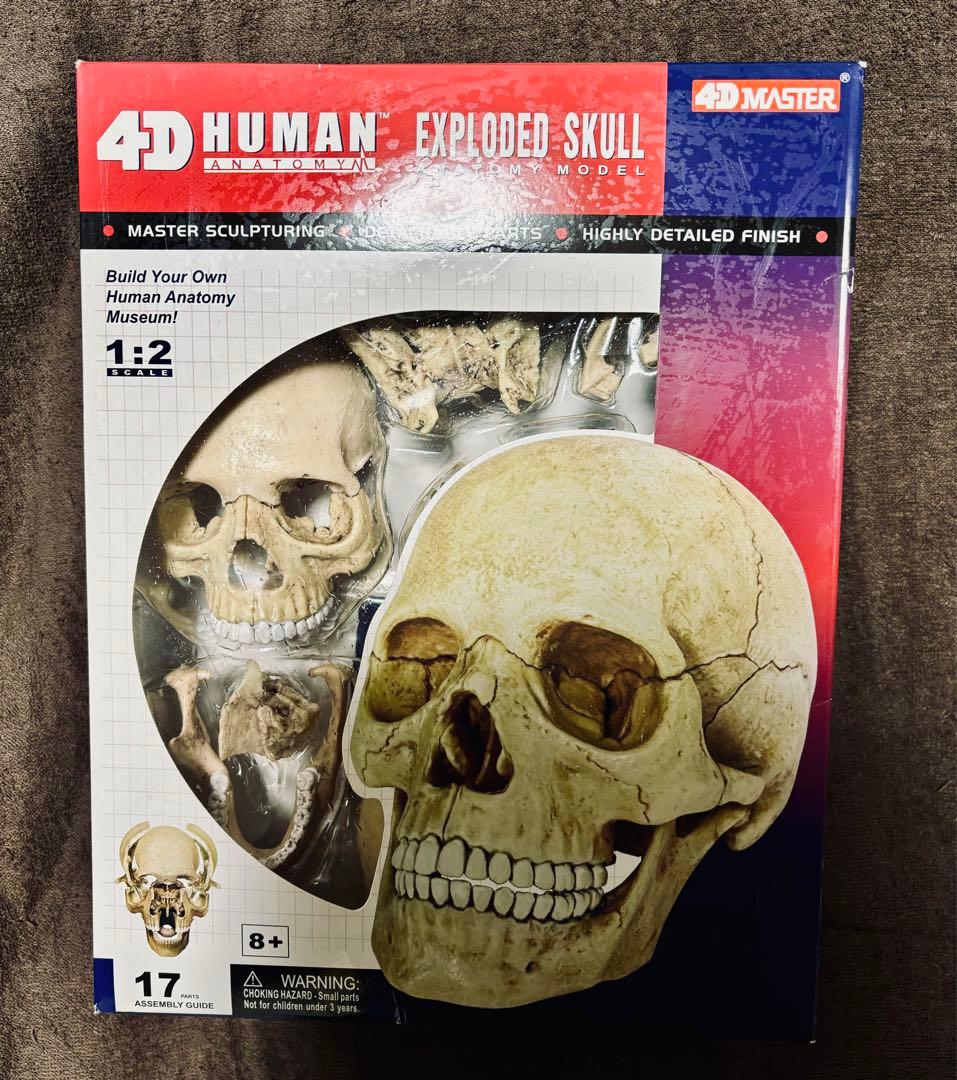 ★2分の1頭蓋骨解剖モデル組み立て式未開封★