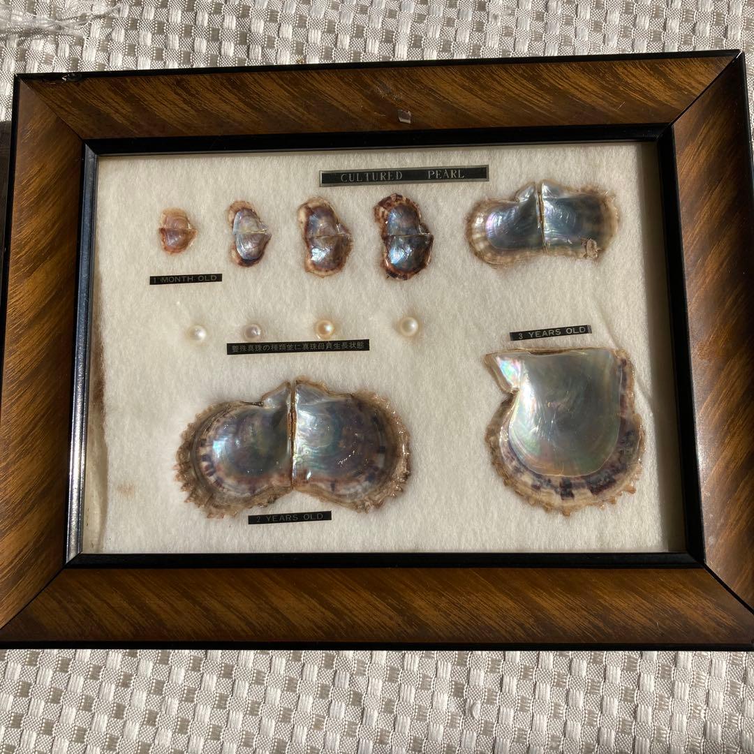 アコヤ貝 真珠 パール 貝 養殖 標本 cultured pearl フレーム…