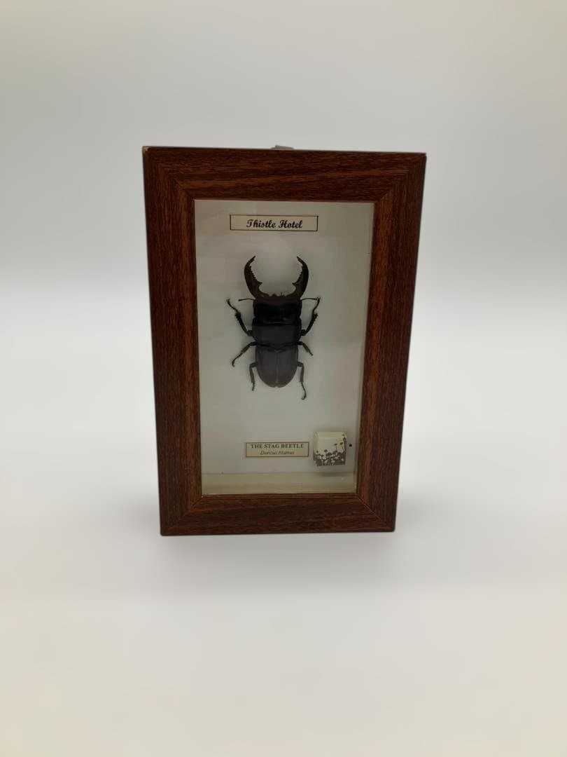 クワガタ 標本 木製フレーム
