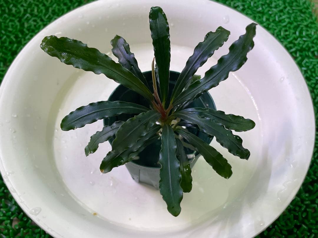 【TB便　2種セット】\