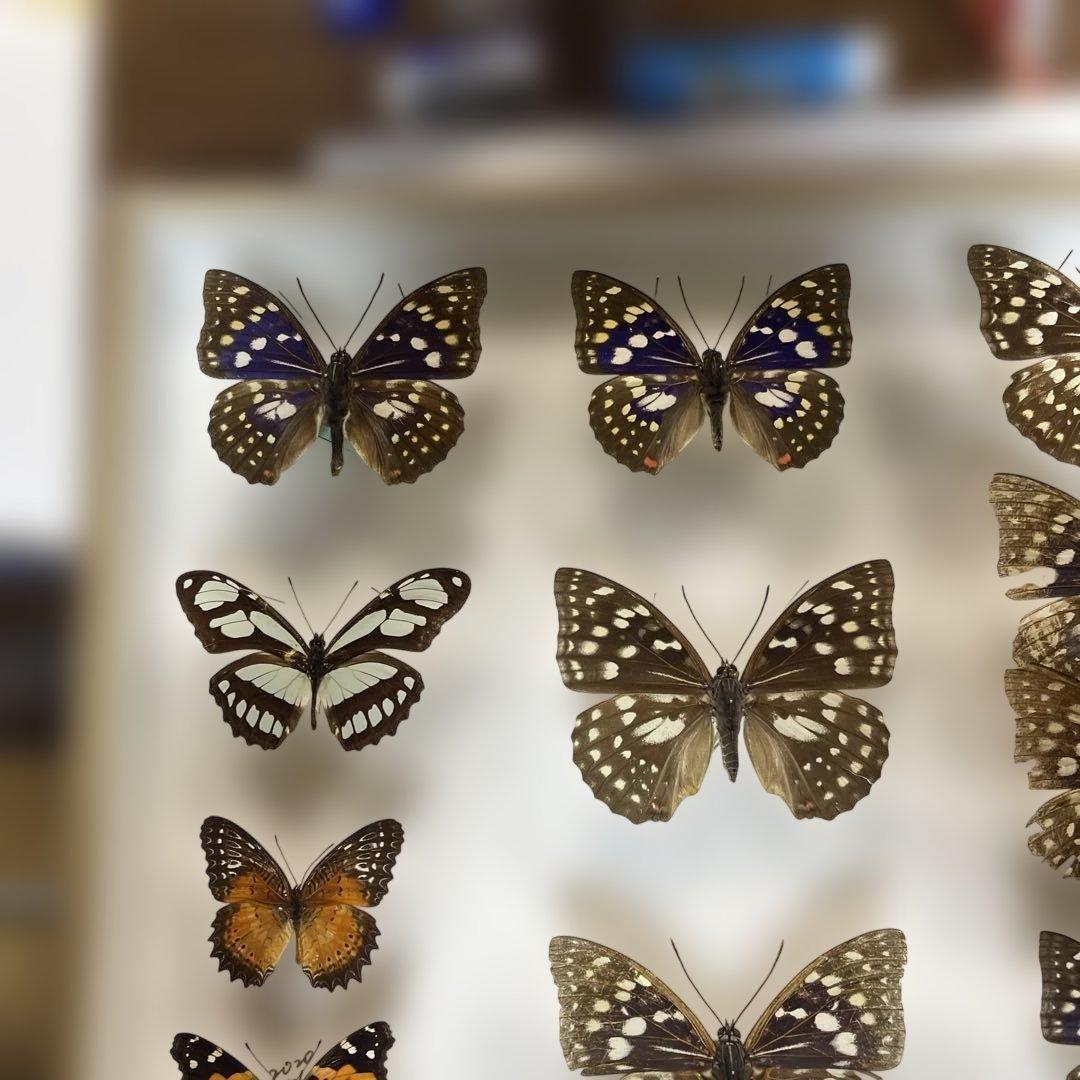 蝶標本各種　ドイツ箱入り