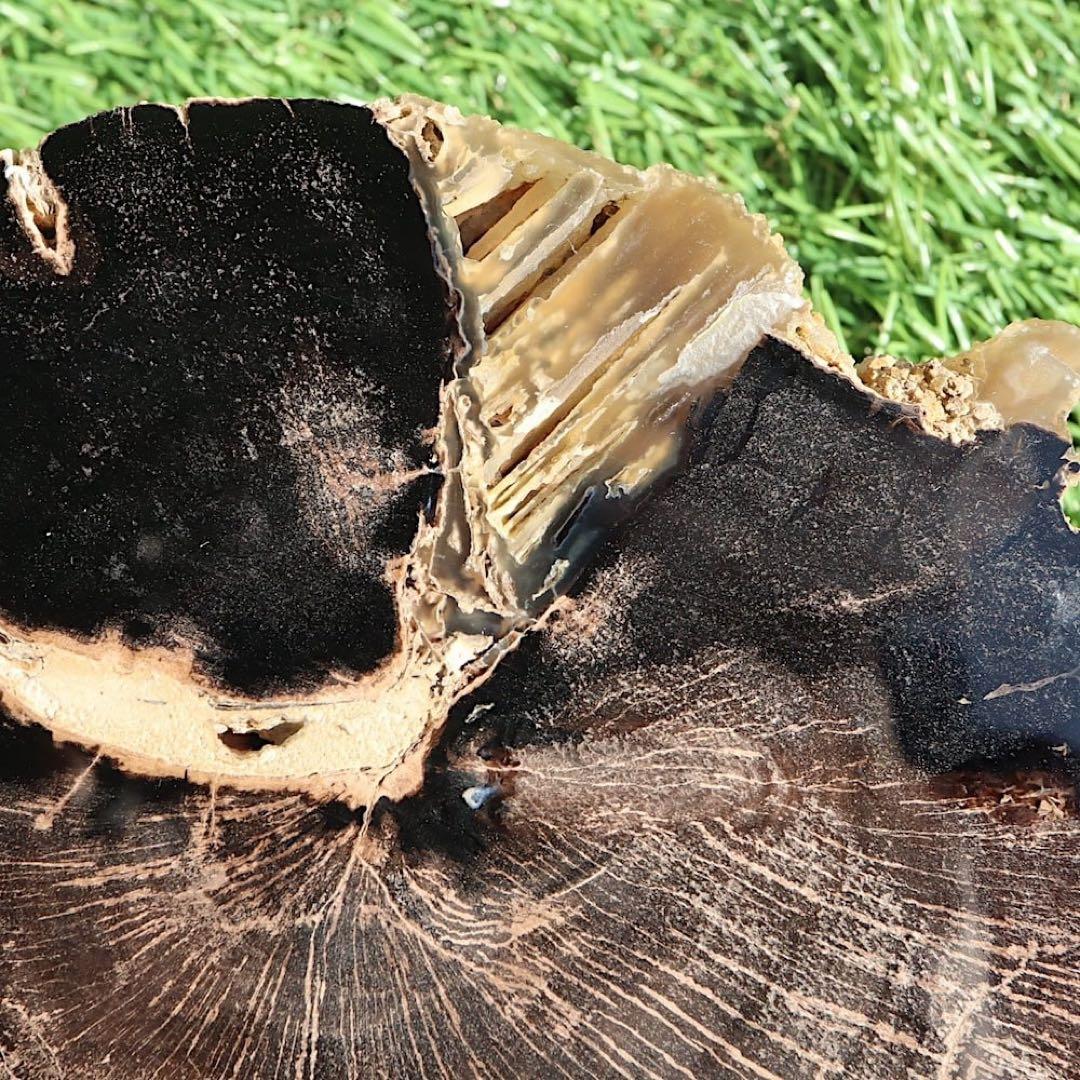 特特特大！珪化木 ペトリファイドウッド 1433g PFW029　 原石 天然石