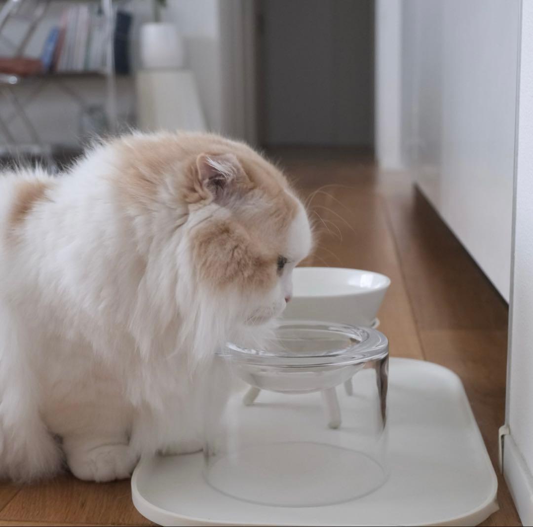 tofmofu トフモフ グラスフードボウル ペット 食器 ガラス フード皿 猫