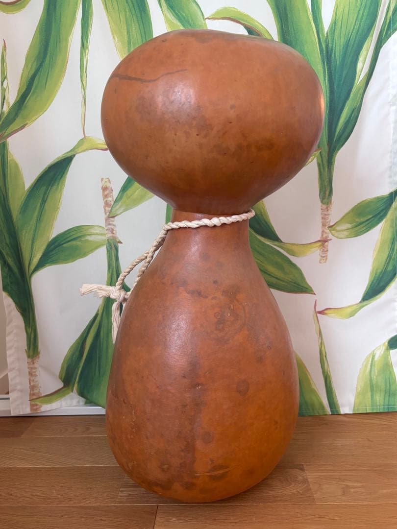 イプヘケ　約60センチ