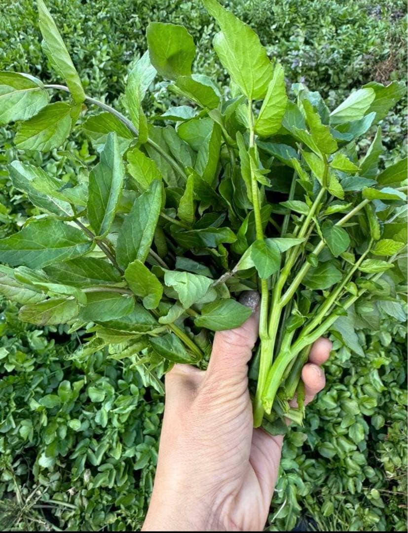 八百屋さんページ