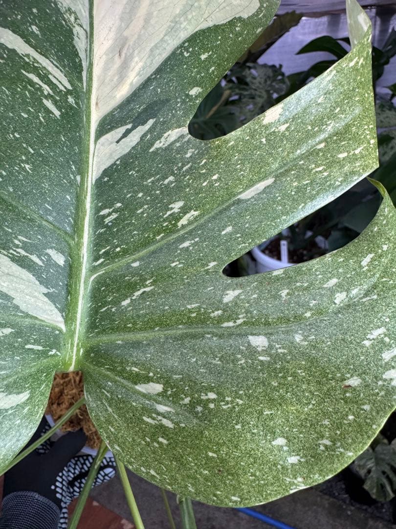 c*i様 5モンステラ　タイコンステレーション　スターライト