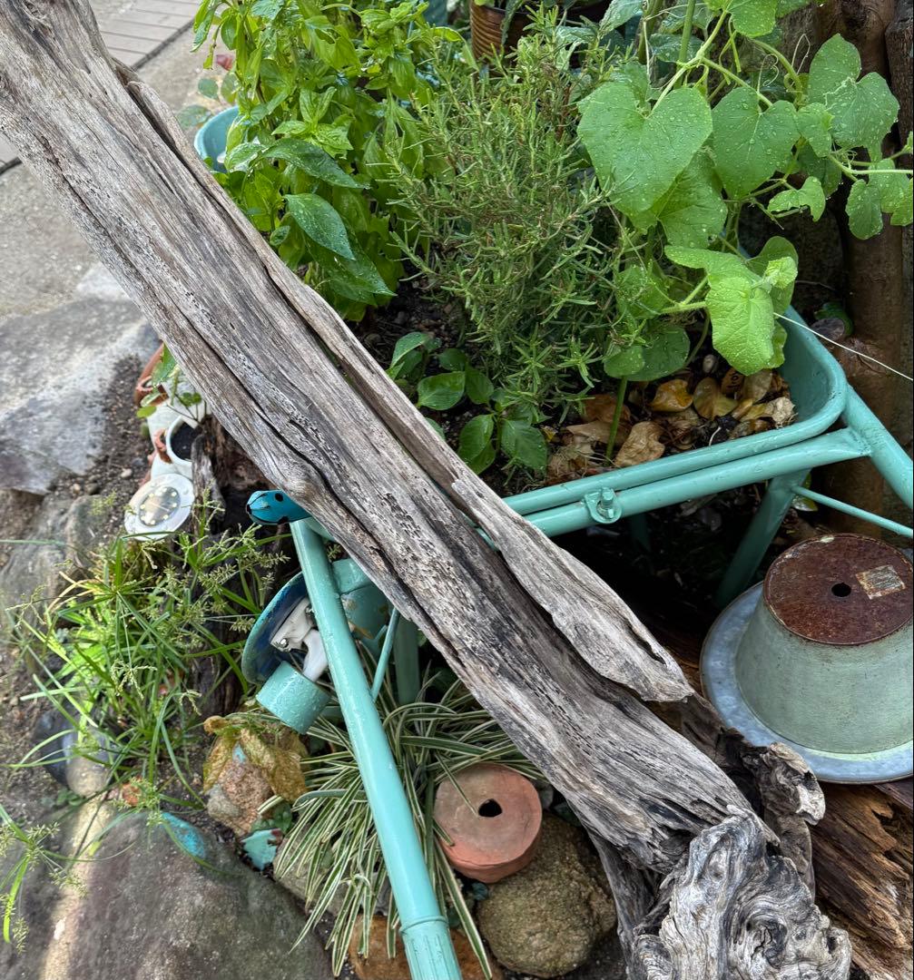 特大流木　流木 レイアウト用品 約143×cm 流木 店舗装飾