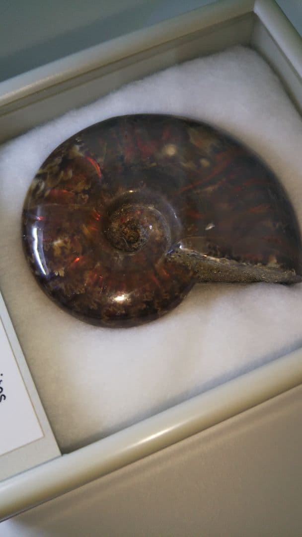 早い者勝ち 未開封 標本 希少な虹入りアンモナイト化石 白亜紀前期