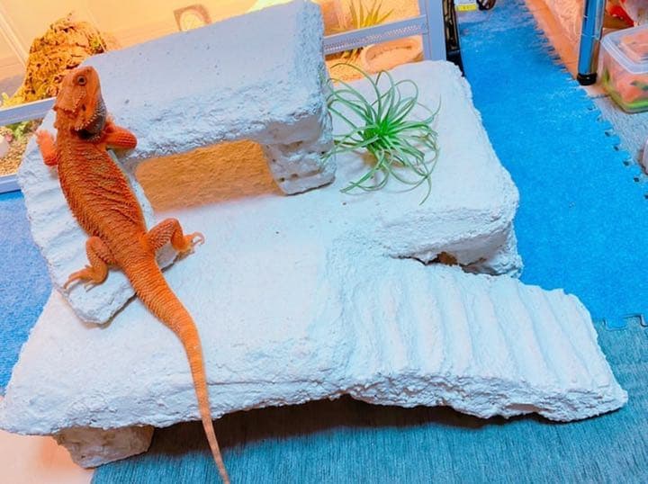 爬虫類シェルター バックボード レイアウト用品作成