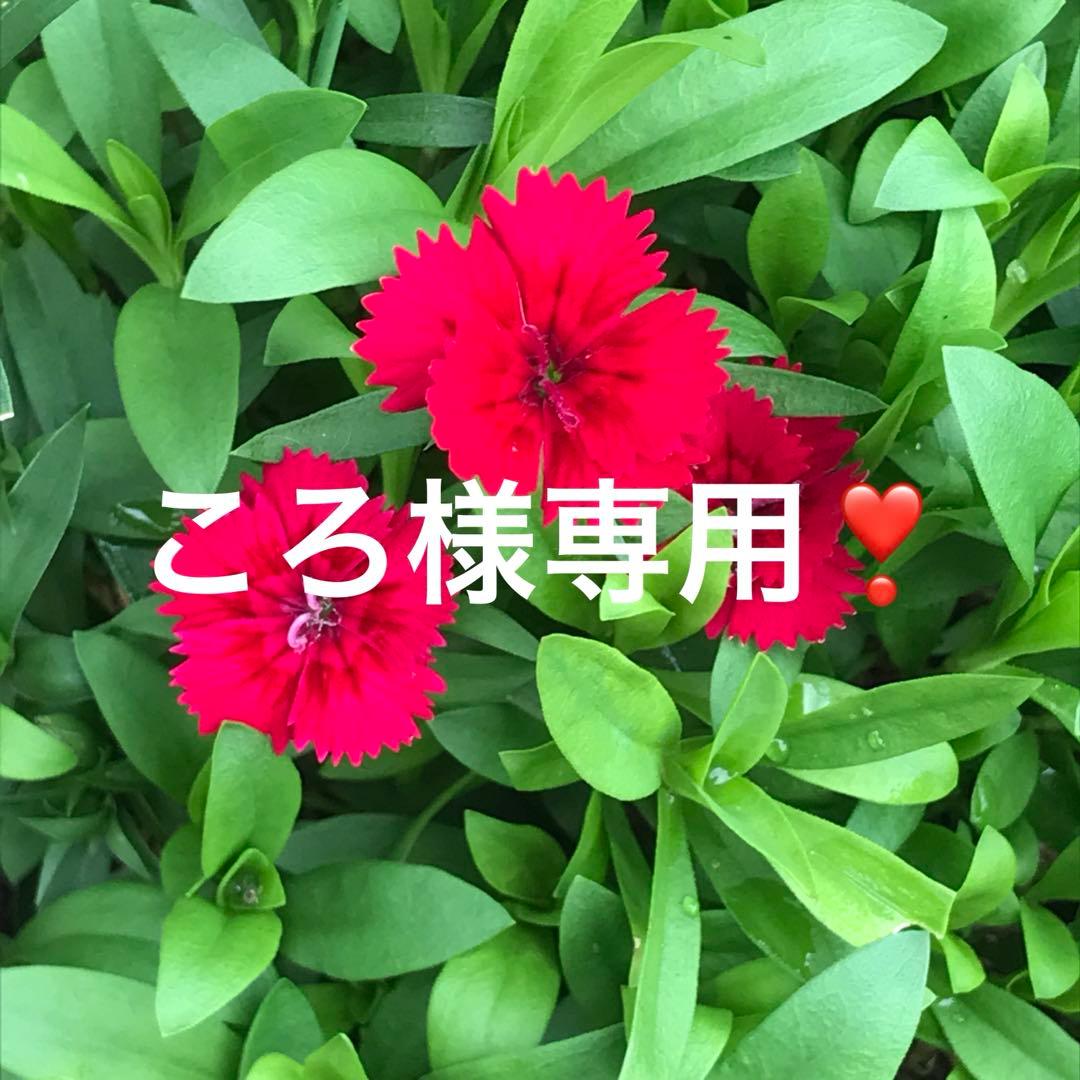 ♡犬服ハンドメイド♡ ころです❣️