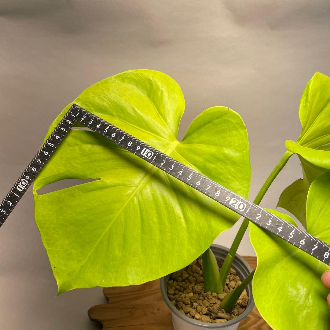 p*t様 L049モンステラ　黄金葉　ゴールドリーフ　フルムーンゴールド