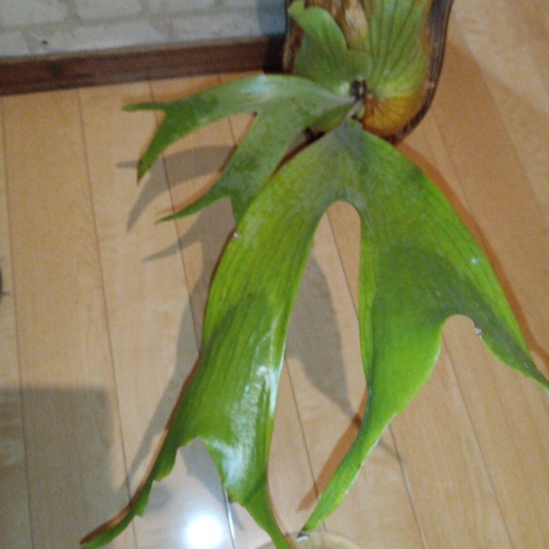 ステマリア＆ヒリードラゴンスポアオリジナルACO出品です!