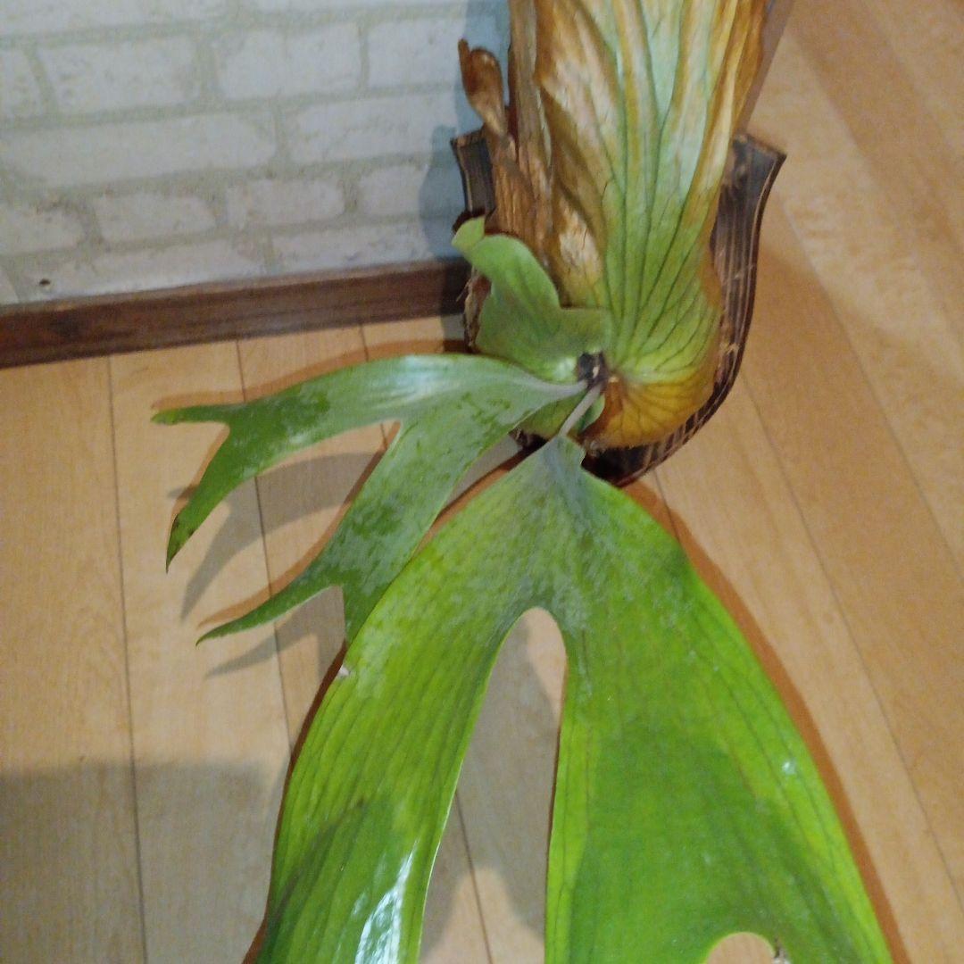 ステマリア＆ヒリードラゴンスポアオリジナルACO出品です!