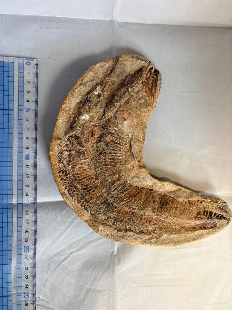 【白亜紀・本物】古代魚の化石 1139g 全身 18cm 鱗まで鮮明