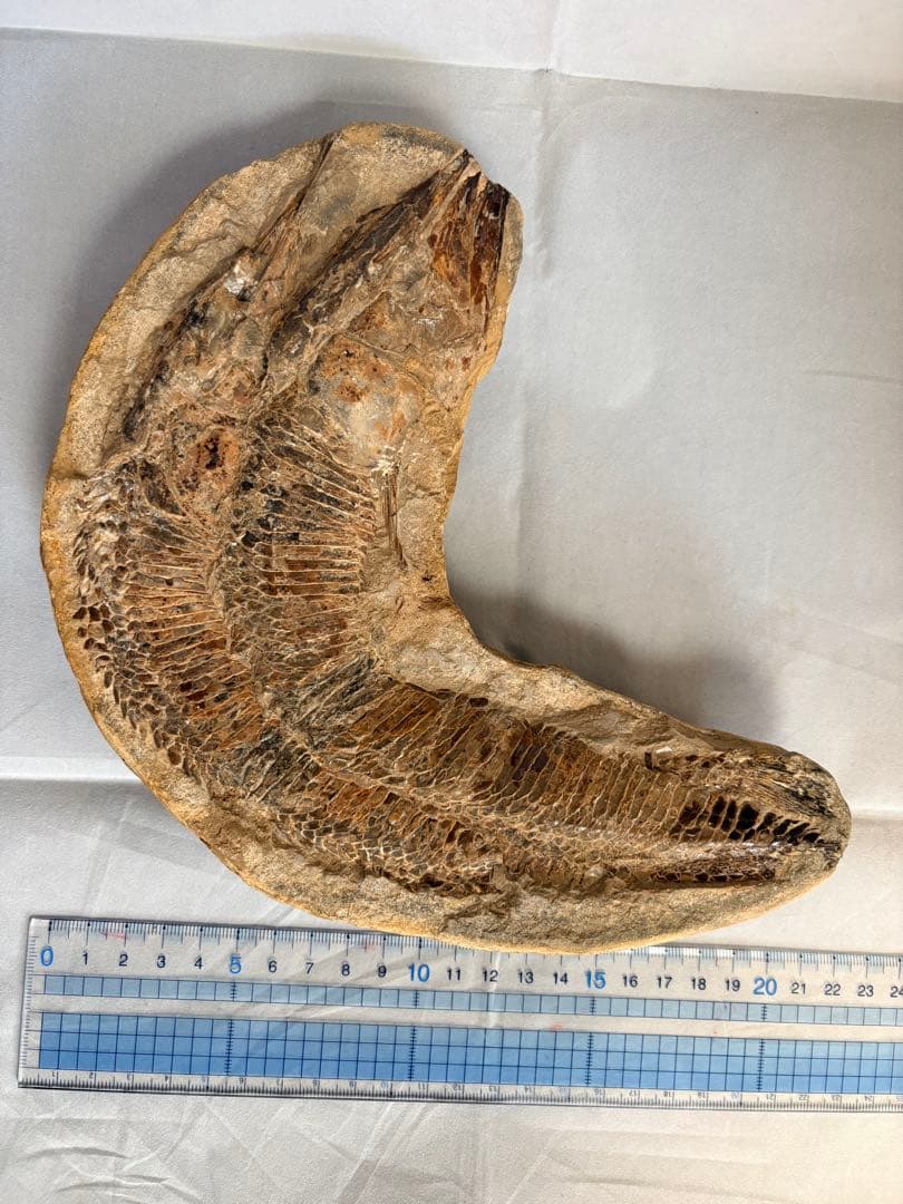 【白亜紀・本物】古代魚の化石 1139g 全身 18cm 鱗まで鮮明