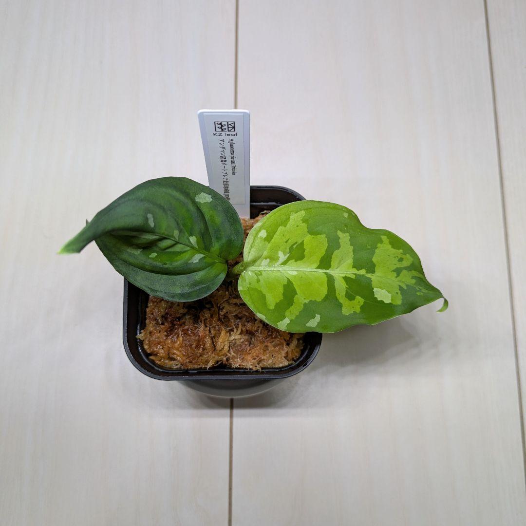 アグラオネマ　ピクタム　アンダマン　[ID便]