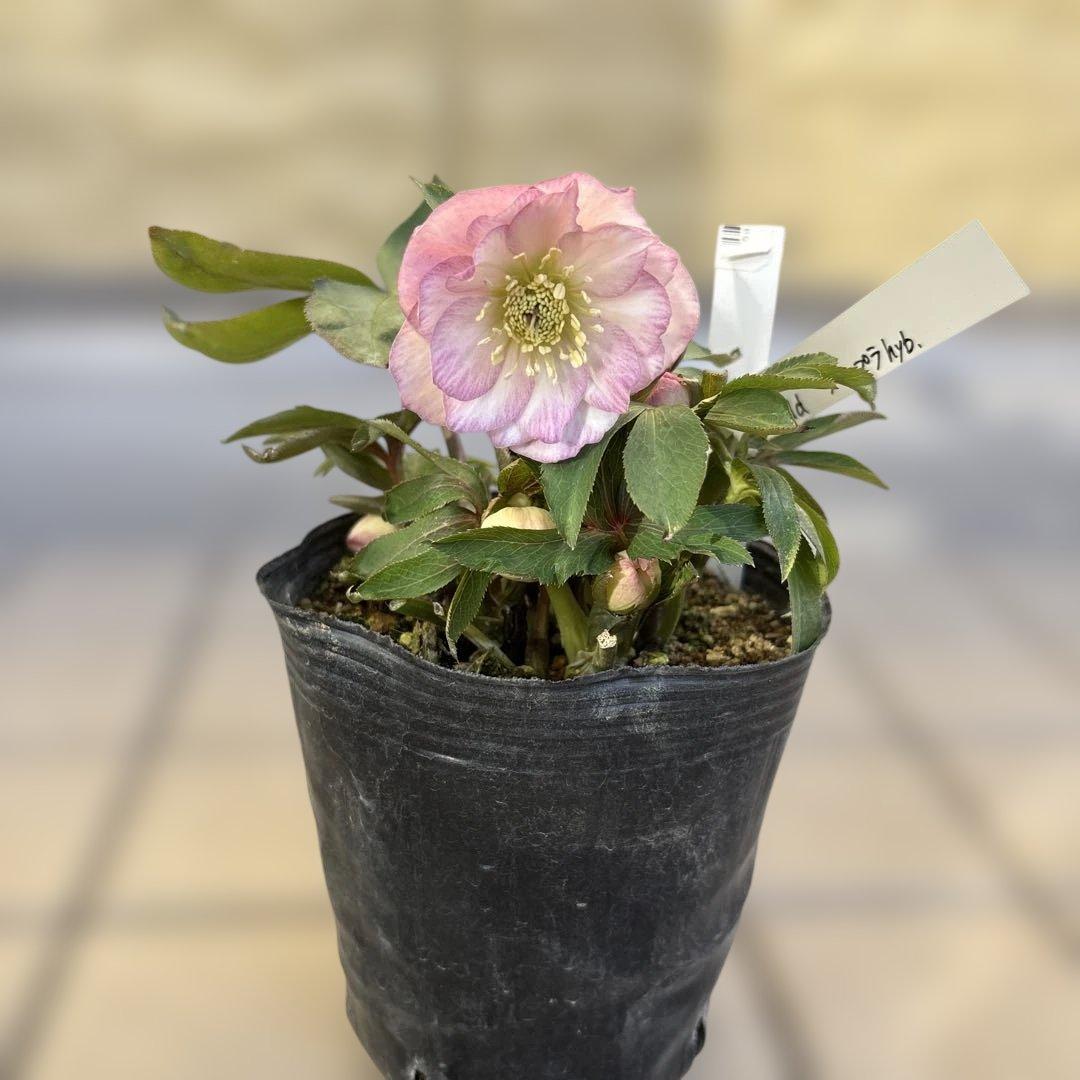 プルプラ交配　dd 大木ナーサリー　クリスマスローズ　タグ付き　現品　開花株