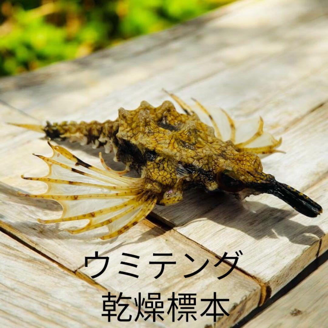 ウミテング 乾燥標本①　海　魚　レア　標本