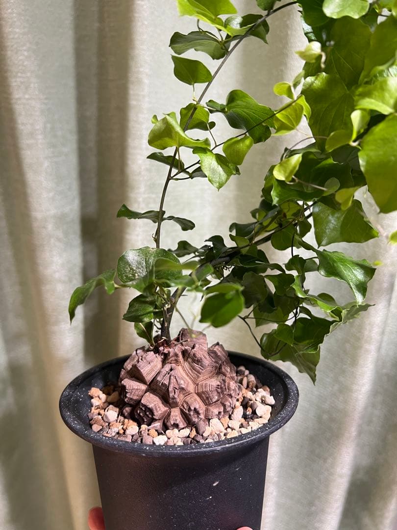 4号鉢　亀甲竜　2鉢セット